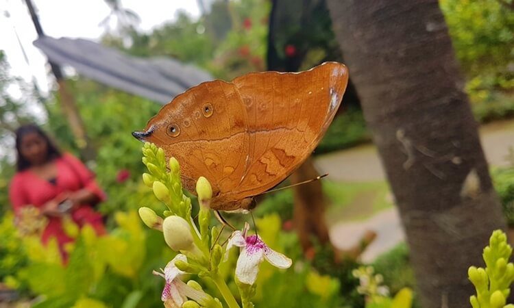 Tempat Wisata Kebun Butterfly Gianyar