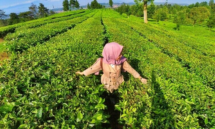 Tea Walk di Kebun Teh Sukawana Bandung